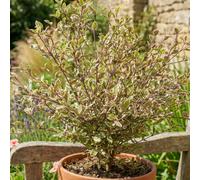 Lophomyrtus Magic Dragon Variegated Pink And Burgundy Evergreen Shrub