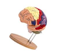 lopituwe Human Brain Model Double Size With Detachable Parts Anatomically Accurate Learning And Teaching Educational Purposes Classroom Study Display Model Detachable 4 Parts