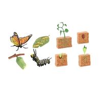 lopituwe Life Cycle Toys Interactive Butterfly And Plant Figures For Fun Preschool Science Education Sessions Making Suitable For Home Decoration Miniature Plant Lifecycle Collection For Boy Girl