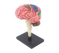 lopituwe Precision Crafted Human Brain Model For Engaging Science Education In Classroom Settings Wear Resistant For Long Time Teaching Tool Helps People To