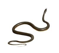 lopituwe Scary Simulation Snake Toy Collection For Halloween Trickery Practical Joke Props For Parties Snake Figurine Is Reliable For All Ages To Enjoy Fun Of Tricking. Figure