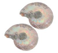 LOPUNER Natural Ammonite Specimen Set 2pcs Educational Ammonite Models for Boys and Girls for Learning and Geology Study