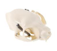 LOPUNER Skeleton Cat Teaching Prop Animal Skull Teaching Model Beige Pvc Portable Size Detailed Craftsmanship Comprehensive Guide Home Decor