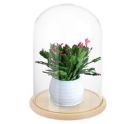LOPYXBR Glass Domes for Display, 30cm/11.8Inch Tall Glass Dome with Wooden Base, Clear Glasses Bell Jar Diameter 20cm/7.8inch, Glasses Cloche for Display Case for Flower, Collection, Toy