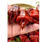 Lord Voldermort X Moruga Brown - 10 Fresh Seeds