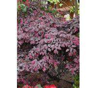Loropetulum Black Pearl 2L Green