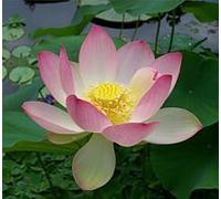 Lotus 30ml Dosage Flower Essence Prepared from FES Stock essences