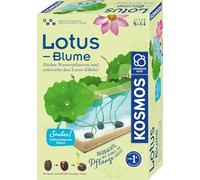 Lotus-Blume: Experimentierkasten
