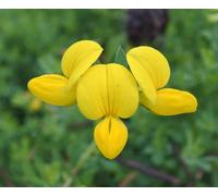 Lotus Corniculatus Birdsfoot Trefoil 6 Plug Plants Wildflower