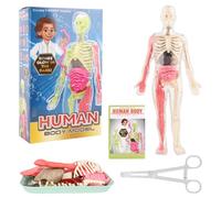 Lotvic Human Body Model for Kids, 32cm Human Body Model, Human Torso Anatomy Model with 9 Organs, Learning Anatomical Skeleton Model, Removable Human Body Science Kit for Boys Girls