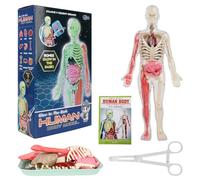 Lotvic Human Body Model for Kids, 32cm Torso Anatomy With 9 Removable Organs, Learning Anatomical Skeleton Science Kit for Boys Girls Age 6+