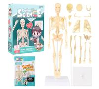 Lotvic Mini Human Skeleton Model, 35cm Skeleton Model with Movable Arms and Legs, Educational 3D Human Body Skeleton with Base for Kids Medical Teaching Learning