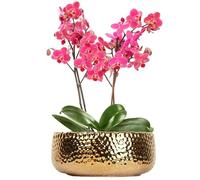 LOUIE SILNA Flower Pot Small Plants Vintage Gold Decorative Plant Pots, Round Phalaenopsis Flower Pot Suitable for Wedding, Home, Living Room