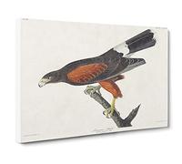 Louisiana Hawk By John James Audubon Vintage Canvas Wall Art Print Ready to Hang, Framed Picture for Living Room Bedroom Home Office Décor, 30x20 Inch (76x50 cm)