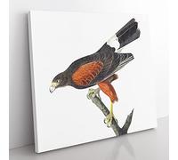 Louisiana Hawk by John James Audubon Vintage Canvas Wall Art Print Ready to Hang, Framed Picture for Living Room Bedroom Home Office Décor, 50x50 cm (20x20 Inch)