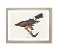 Louisiana Hawk By John James Audubon Vintage Framed Print | A3 Oak Framed Wall Art | Ready to Hang | Classic Nature Picture | Living Room Bedroom Lounge Office