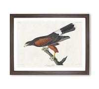 Louisiana Hawk By John James Audubon Vintage Framed Print | A3 Walnut Framed Wall Art | Ready to Hang | Classic Nature Picture | Living Room Bedroom Lounge Office