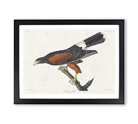Louisiana Hawk By John James Audubon Vintage Framed Print | A4 Black Framed Wall Art | Ready to Hang | Classic Nature Picture | Living Room Bedroom Lounge Office