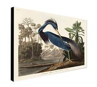 Louisiana Heron Bird by John James Audubon - Wrapped Framed Canvas Wall Art (A0 [117cm x 81cm])