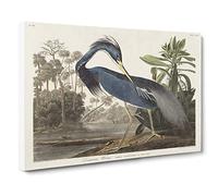 Louisiana Heron By John James Audubon Canvas Print | Gallery Wrapped 30mm Frame Wall Art | 24x16 inches | Ready to Hang | Retro Picture | Living Room Bedroom Lounge Office