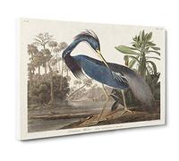Louisiana Heron by John James Audubon Canvas Print | Gallery Wrapped 30mm Frame Wall Art | 30x20 inches | Ready to Hang | Modern Picture | Living Room Bedroom Lounge Office