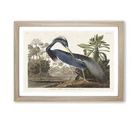 Louisiana Heron by John James Audubon Framed Print | A2 Oak Framed Wall Art | Ready to Hang | Modern Animal Picture | Living Room Bedroom Lounge Office