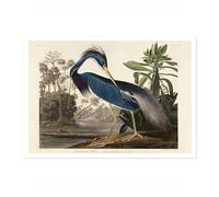 Louisiana Heron Poster John James Audubon Vintage Bird Illustration Antique Print Ornithology Art, Archival Matte, A4 (Print Only) - 29.7x21cm