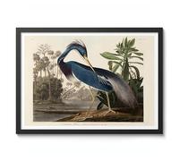 Louisiana Heron Poster John James Audubon Vintage Bird Illustration Antique Print Ornithology Art, Archival Matte, A3 (Black Frame) - 42x29.7cm