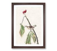 Louisiana Water Thrush by John James Audubon Framed Print | A2 Walnut Framed Wall Art | Ready to Hang | Modern Nature Picture | Living Room Bedroom Lounge Office