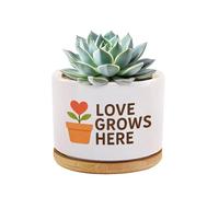 Love Grows Here Inspirational Gifts for Mothers Day Friend Teacher Appreciation Gift Newly Wed Family Ceramic Succulent Plant Pot with Bamboo Tray Round Home Office Decor 3.5 Inch White
