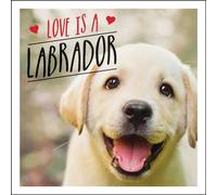 Love is a Labrador : A Lab-Tastic Celebration of the World's Favourite Dog
