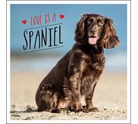 Love is a Spaniel: A Dog-Tastic Celebration of the World’s Most Lovable Breed