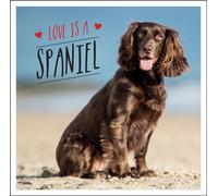 Love is a Spaniel : A Dog-Tastic Celebration of the World’s Most Lovable Breed