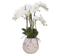 Love Lace Large Stone Potted Orchid With Roots Artificial Flower in Cream Love Lace Cream