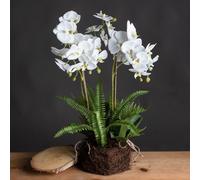 Love Lace Large White Orchid & Fern Garden In Rootball Love Lace White