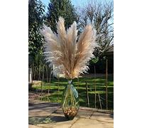 LOVE PRODUCTS - Natural Pampas Grass - Beige Dried Flowers for Home Decor 7 Stems Extra Large Boho Hand Picked 80-100 cm Deluxe Fluffy Flower 120 Tall (1 stem=1 stick) (RXZER345)