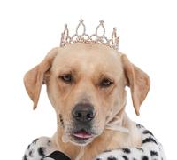 Lovelyshop Pet series Gold Plated Royal Rhinestone Pearl Full Round Dog/Cat Crown for Rolyal Family Costume Hair Accessories-XLarge Size