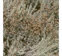 If I Am Only My Thoughts