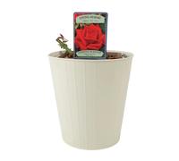 Loving Memory Rose 5.5L - Crimson-Scarlet Blooms Fragrant Garden Rose - Metal Cream Vertical Line