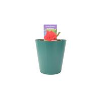Loving Memory Rose 5.5L - Crimson-Scarlet Blooms Fragrant Garden Rose - Metal Teal Vertical Line