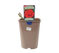 Loving Memory Rose 5.5L - Crimson-Scarlet Blooms Fragrant Garden Rose - No Container