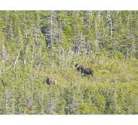 Low Ceilings, High Hopes