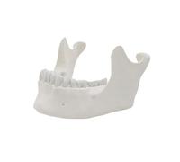 Lower Jawbone Model, 1: 1 Lower Jaw Model for Science | Easy to Use Medicals Teaching Aid for Science Study, 16 Teeth, Anatomical Tool, Lower Jaw Teaching Model