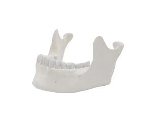 Lower Jawbone Model, 1: 1 Lower Jaw Model for Science | Easy to Use Medicals Teaching Aid for Science Study, 16 Teeth, Anatomical Tool, Lower Jaw Teaching Model