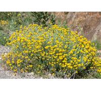 Lowhill Valley Everlasting Flower - Whole Flowers 100% Pure Helichrysum Arenarium for Herbal Tea, Non-GMO, Natural, Hand-Packed - Embrace the Power of Nature - 50g