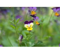 Lowhill Valley Wild Pansy Herb - Cut Herb 100% Pure Viola Tricolor for Herbal Tea, Non-GMO, Natural, Hand-Packed - Embrace the Power of Nature - 100g