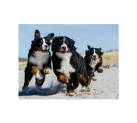 Loyal Friend Bernese Mountain Dog,Jigsaw Puzzles for Adults 1000 Piece Challenging Game Toys, Impossible Puzzle,1000 Piece Jigsaw Puzzles for Adults Family Decoration Puzzle(38x26cm)-AP30