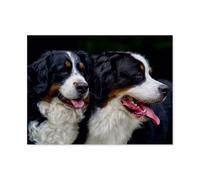 Loyal Friend Bernese Mountain Dog,Jigsaw Puzzles for Adults 1000 Piece Jigsaw Puzzles for Adult Educational Game Challenge Toy 1000 Pieces Puzzle for Adults Kids.Educational Games (38x26cm)-AP31