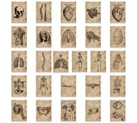 Lpitoy 56pcs Anatomy and Physiology the Body Structure Stickers Skeleton Decals Room Medical Decoration Vintage Sticker