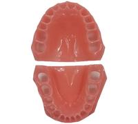 Lpitoy Dental Model for Students and Professionals, 28 Teeth Soft Gums Model Dental Practice Tool, Ideal for Dental Education, and Demonstrations